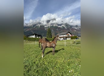 Austriacki koń gorącokrwisty, Ogier, 1 Rok, Siwa