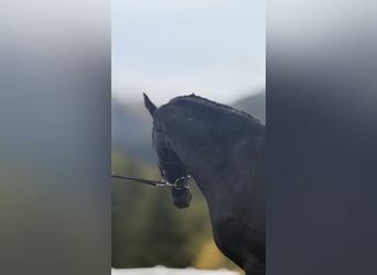 Austriacki koń gorącokrwisty, Ogier, 2 lat, 167 cm, Kara