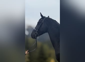 Austriacki koń gorącokrwisty, Ogier, 2 lat, 167 cm, Kara