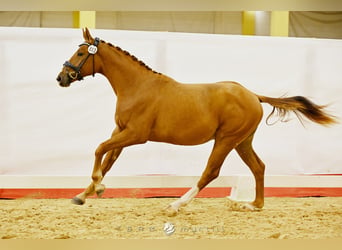 Austriacki koń gorącokrwisty, Ogier, 2 lat, 168 cm, Kasztanowata