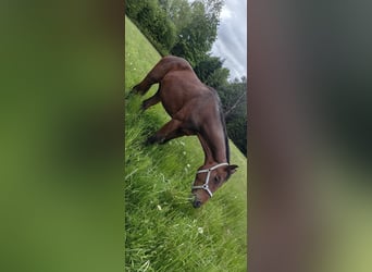 Austriacki koń gorącokrwisty, Ogier, 2 lat, 170 cm, Gniada