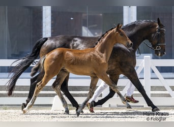 Austriacki koń gorącokrwisty, Ogier, 2 lat, Gniada