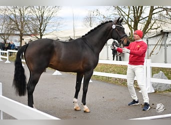 Austriacki koń gorącokrwisty, Ogier, 3 lat, 163 cm