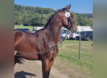 Austriacki koń gorącokrwisty, Ogier, 3 lat, 167 cm, Gniada