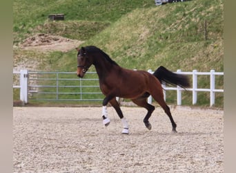 Austriacki koń gorącokrwisty, Ogier, 3 lat, 167 cm, Gniada