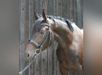 Austriacki koń gorącokrwisty, Ogier, 3 lat, 174 cm, Gniada