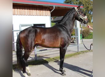 Austriacki koń gorącokrwisty, Ogier, 4 lat, 168 cm, Gniada