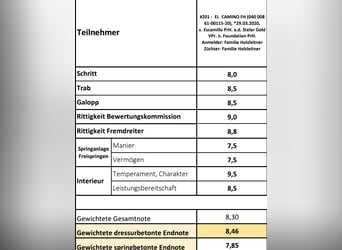 Austriacki koń gorącokrwisty, Ogier, 4 lat, 173 cm, Ciemnogniada