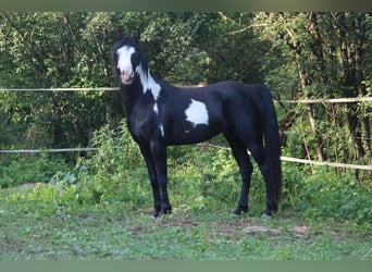 Austriacki koń gorącokrwisty Mix, Ogier, 6 lat, 148 cm, Overo wszelkich maści