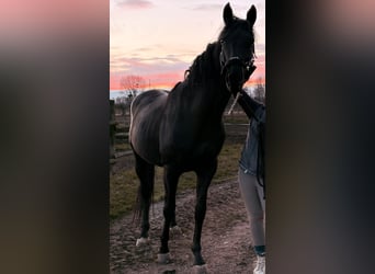 Austriacki koń gorącokrwisty, Ogier, 6 lat, 165 cm, Kara