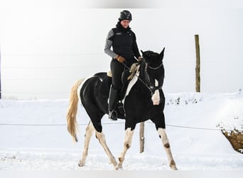 Austriacki koń gorącokrwisty, Ogier, 6 lat, 168 cm, Srokata