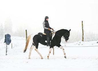 Austriacki koń gorącokrwisty, Ogier, 6 lat, 168 cm, Srokata