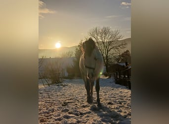 Austriacki koń gorącokrwisty, Ogier, 8 lat, 173 cm, Siwa