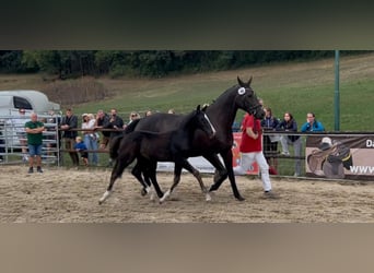 Austriacki koń gorącokrwisty, Ogier, Źrebak (05/2026), 168 cm, Kara