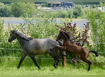 Austriacki koń gorącokrwisty, Ogier, Źrebak (03/2024), 168 cm, Siwa jabłkowita