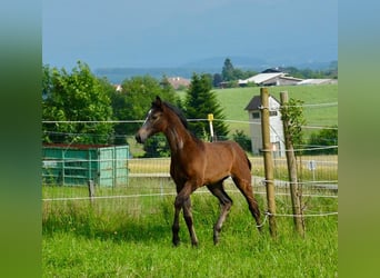 Austriacki koń gorącokrwisty, Ogier, Źrebak (03/2024), 168 cm, Siwa jabłkowita