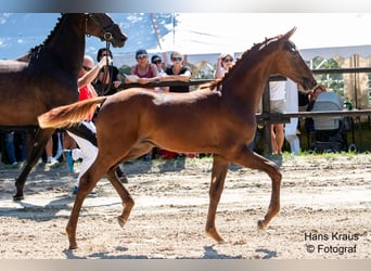 Austriacki koń gorącokrwisty, Ogier, Źrebak (04/2024), 170 cm, Ciemnokasztanowata