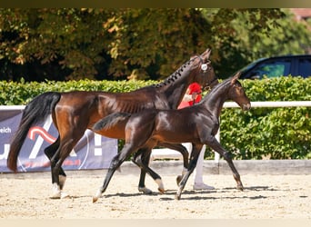 Austriacki koń gorącokrwisty, Ogier, Źrebak (05/2026), Ciemnogniada