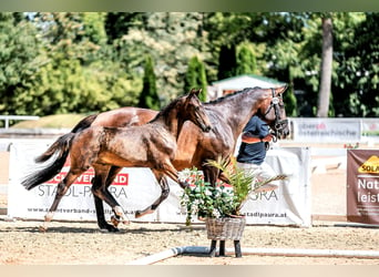 Austriacki koń gorącokrwisty, Ogier, Źrebak (03/2024), Ciemnogniada