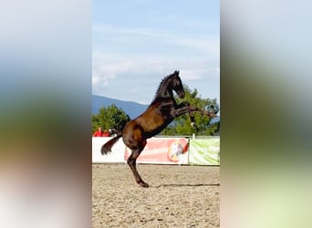 Austriacki koń gorącokrwisty, Ogier, Źrebak (05/2026), Ciemnogniada