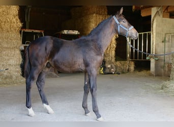Austriacki koń gorącokrwisty, Ogier, Źrebak (05/2023), Ciemnogniada