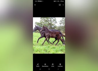 Austriacki koń gorącokrwisty, Ogier, Źrebak (05/2023), Gniada
