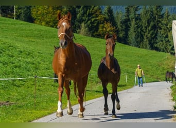 Austriacki koń gorącokrwisty, Ogier, Źrebak (04/2023), Gniada