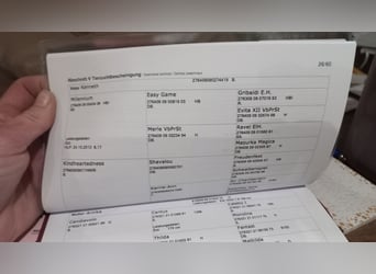 Austriacki koń gorącokrwisty, Ogier, Źrebak (01/2023)