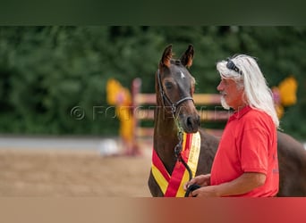 Austriacki koń gorącokrwisty, Ogier, Źrebak (05/2026), Skarogniada