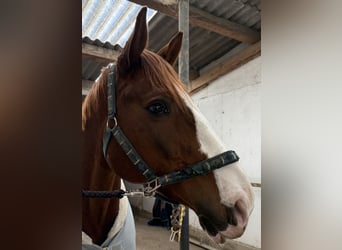 Austriacki koń gorącokrwisty, Wałach, 12 lat, 165 cm, Kasztanowata