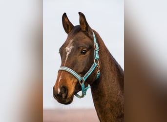 Austriacki koń gorącokrwisty, Wałach, 12 lat, 186 cm, Gniada
