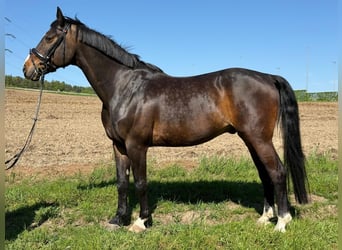 Austriacki koń gorącokrwisty, Wałach, 15 lat, 165 cm, Ciemnogniada