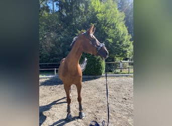 Austriacki koń gorącokrwisty, Wałach, 17 lat, 180 cm, Ciemnokasztanowata