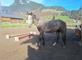 Austriacki koń gorącokrwisty, Wałach, 2 lat, 170 cm