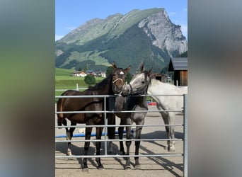 Austriacki koń gorącokrwisty, Wałach, 2 lat, 170 cm, Siwa jabłkowita