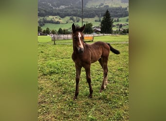 Austriacki koń gorącokrwisty, Wałach, 2 lat, 170 cm, Siwa jabłkowita