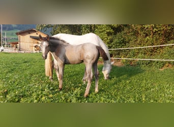Austriacki koń gorącokrwisty, Wałach, 2 lat, 170 cm, Siwa jabłkowita
