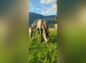 Austriacki koń gorącokrwisty, Wałach, 2 lat, 170 cm, Siwa jabłkowita