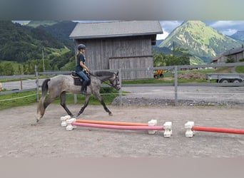 Austriacki koń gorącokrwisty, Wałach, 3 lat, 170 cm, Siwa jabłkowita