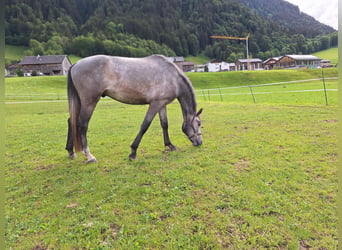 Austriacki koń gorącokrwisty, Wałach, 3 lat, 170 cm, Siwa jabłkowita