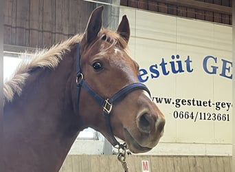 Austriacki koń gorącokrwisty, Wałach, 4 lat, 166 cm, Kasztanowata