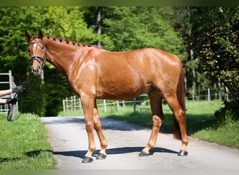 Austriacki koń gorącokrwisty, Wałach, 4 lat, 169 cm, Kasztanowata