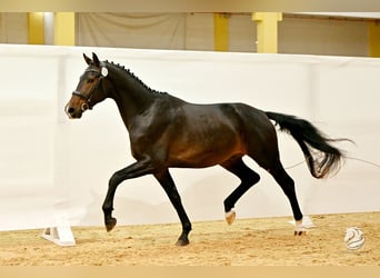 Austriacki koń gorącokrwisty, Wałach, 4 lat, 170 cm, Skarogniada