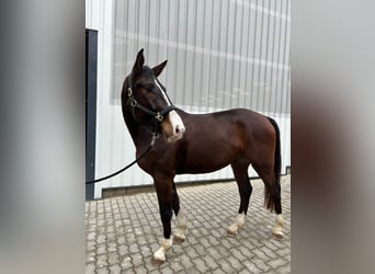 Austriacki koń gorącokrwisty, Wałach, 4 lat, 173 cm, Gniada