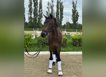 Austriacki koń gorącokrwisty, Wałach, 5 lat, 165 cm, Ciemnogniada