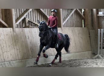 Austriacki koń gorącokrwisty, Wałach, 5 lat, 173 cm, Kara