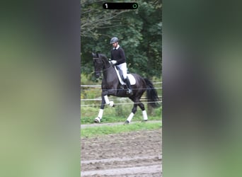 Austriacki koń gorącokrwisty, Wałach, 5 lat, 173 cm, Kara