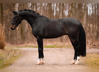 Austriacki koń gorącokrwisty, Wałach, 5 lat, 175 cm, Skarogniada