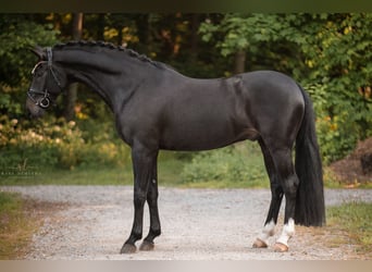 Austriacki koń gorącokrwisty, Wałach, 6 lat, 165 cm, Skarogniada