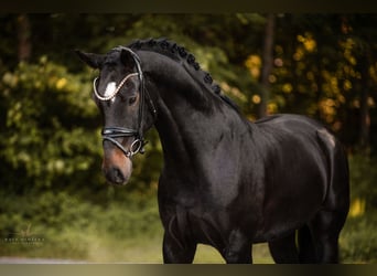 Austriacki koń gorącokrwisty, Wałach, 6 lat, 165 cm, Skarogniada
